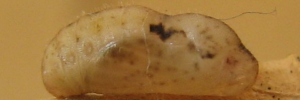 Pupae